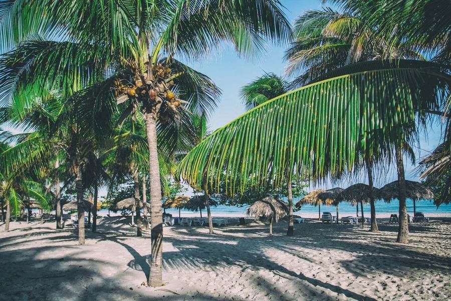 Praia com coqueiros no Caribe